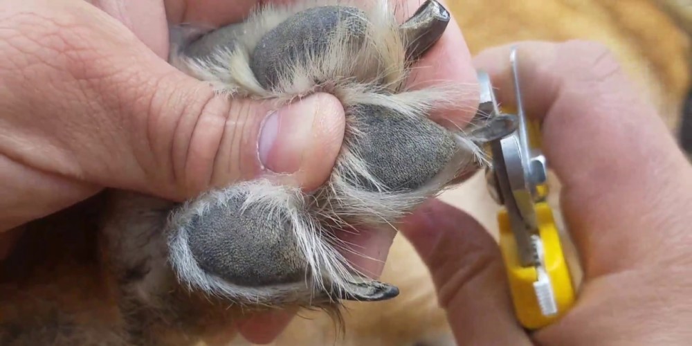 The Importance Of Clipping Dog Nails